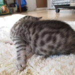 Mau, Silver. Male DOB 4-29-16