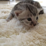 Mau, Silver. Male DOB 4-29-16