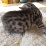 Mau, Silver. Male DOB 4-29-16