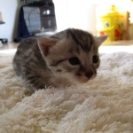 Mau, Silver. Male DOB 4-29-16