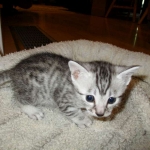 Mau, Silver. Male DOB 4-29-16