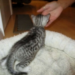 Mau, Silver. Male DOB 4-29-16