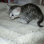 Mau, Silver. Male DOB 4-29-16