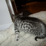 Mau, Silver. Male DOB 4-29-16