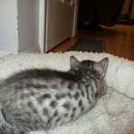 Mau, Silver. Male DOB 4-29-16