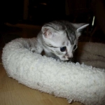 Mau, Silver. Male DOB 4-29-16