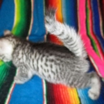 Mau, Silver. Male DOB 4-29-16