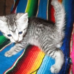 Mau, Silver. Male DOB 4-29-16