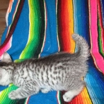 Mau, Silver. Male DOB 4-29-16