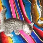 Mau, Silver. Male DOB 4-29-16