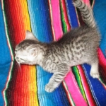 Mau, Silver. Male DOB 4-29-16