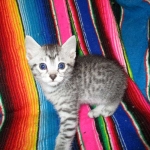 Mau, Silver. Male DOB 4-29-16