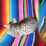 Mau, Silver. Male DOB 4-29-16