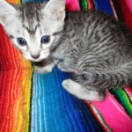 Mau, Silver. Male DOB 4-29-16