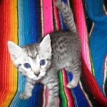 Mau, Silver. Male DOB 4-29-16