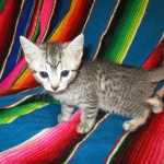 Mau, Silver. Male DOB 4-29-16