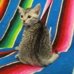 Mau, Silver. Male DOB 4-29-16