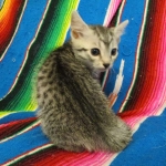 Mau, Silver. Male DOB 4-29-16