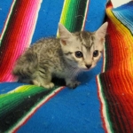 Mau, Silver. Male DOB 4-29-16