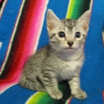 Mau, Silver. Male DOB 4-29-16