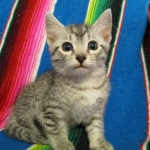 Mau, Silver. Male DOB 4-29-16