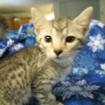 Mau, Silver. Male DOB 4-29-16