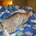 Mau, Silver. Male DOB 4-29-16