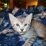 Mau, Silver. Male DOB 4-29-16