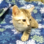 Mau, Silver. Male DOB 4-29-16