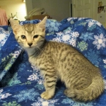 Mau, Silver. Male DOB 4-29-16