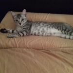 Bushy Tail, Mau, Silver. Male DOB 4-29-16