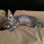 Brushy Tail, Mau, Silver. Male DOB 4-29-16