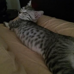 Bushy Tail, Mau, Silver. Male DOB 4-29-16