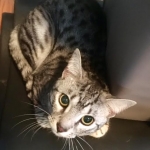 Bushy Tail, Mau, Silver. Male DOB 4-29-16