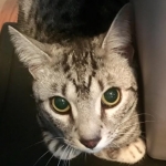 Bushy Tail, Mau, Silver. Male DOB 4-29-16