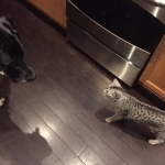 Bushy Tail, Mau, Silver. Male DOB 4-29-16