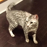 Bushy Tail, Mau, Silver. Male DOB 4-29-16