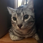 Bushy Tail, Mau, Silver. Male DOB 4-29-16