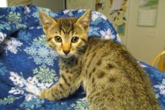 Marley, Mau Silver Male w/tarnish DOB 4-29-16