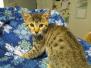 Marley, Mau Silver Male w/tarnish DOB 4-29-16