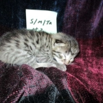 Mau silver male with tarnish 4-29-16