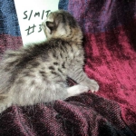 Mau silver male with tarnish 4-29-16