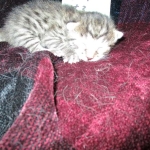 Mau silver male with tarnish 4-29-16