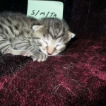 Mau silver male with tarnish 4-29-16