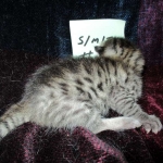 Mau silver male with tarnish 4-29-16