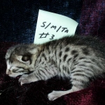 Mau silver male with tarnish 4-29-16