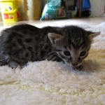 Mau silver male with tarnish 4-29-16