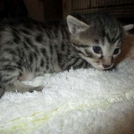 Mau silver male with tarnish 4-29-16