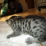 Mau silver male with tarnish 4-29-16