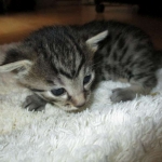 Mau silver male with tarnish 4-29-16